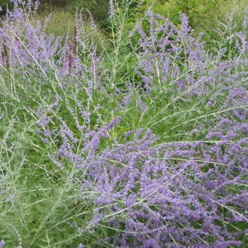 Perovskia atriplicifolia - Russian Sage
