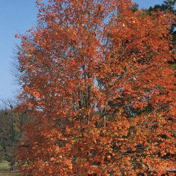 Acer saccharum - Sugar Maple