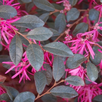 Loropetalum chinense 'var. rubrum' - Loropetalum 'Zhou Zhou Fuschia'