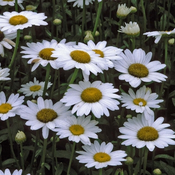 Leucanthemum superbum ''Becky'' - Shasta Daisy Becky