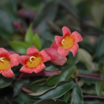 Bignonia capreolata - Cross Vine