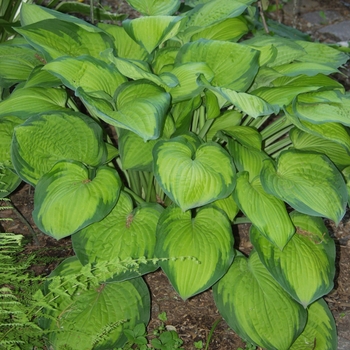Hosta 'SunHosta' - Hosta 