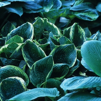 Hosta 'Christmas Tree' - Hosta