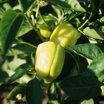 Capsicum annuum 'Blushing Beauty' - Sweet Bell Pepper
