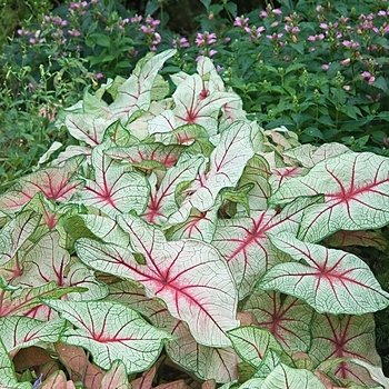 Caladium bicolor 'White Queen' - Caladium
