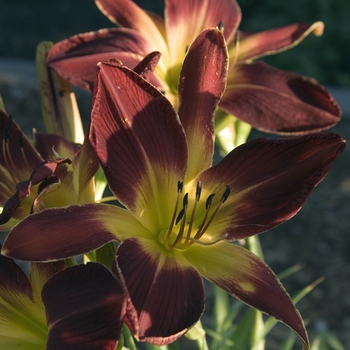 Hemerocallis 'Ruby Spider' - Daylily