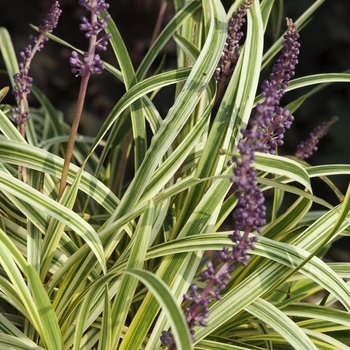 Liriope muscari 'Silvery Sunproof' - Lily-turf