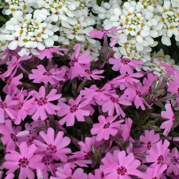 Iberis sempervirens - Candytuft