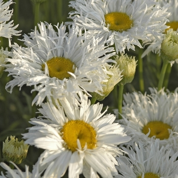 Leucanthemum superbum ''Freak!'' - SHASTA DAISY Freak!