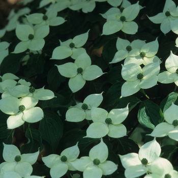 Cornus kousa - Chinese Dogwood or Kousa Dogwood