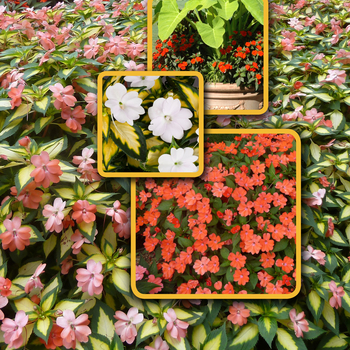 IMPATIENS for the SUN - SunPatiens&reg; Spreading