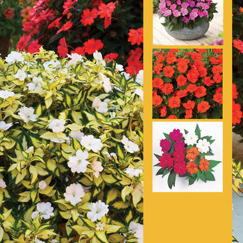 IMPATIENS for the SUN - SunPatiens&reg; Vigorous