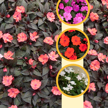 IMPATIENS for the SUN - SunPatiens&reg; Compact