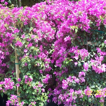 Bougainvillea - Bougainvillea
