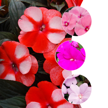Mulitple Varieties - New Guinea Impatiens