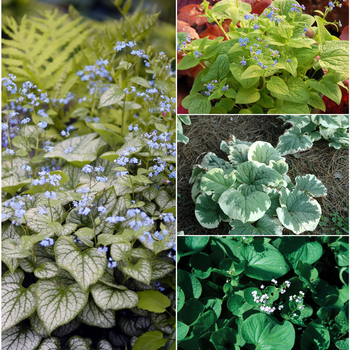 Multiple Varieties - Brunnera