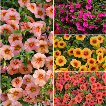 Minifamous™ Series - Calibrachoa - Million Bells