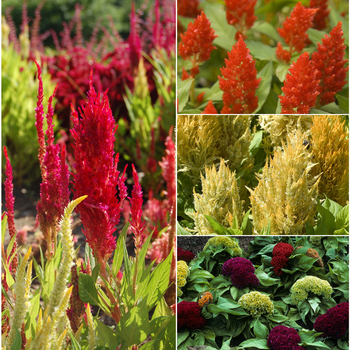 Multiple Varieties - Celosia - Cockscomb