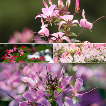 Multiple Varieties - Cleome - Spider Flower