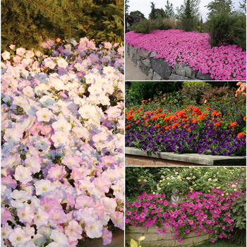 Wave™ Series - Petunia
