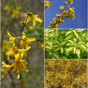 Forsythia - Forsythia x intermedia