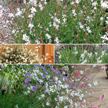 Multiple Varieties - Gaura - Whirling Butterflies