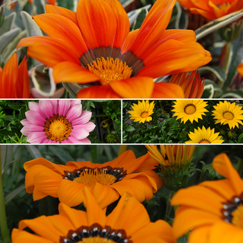 Gazania Multiple Varieties - Gazania