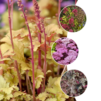 Heuchera - Coral Bells