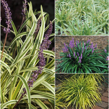 Monkey Grass - Liriope 