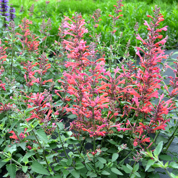 Agastache 'Kudos™ Coral' - Dwarf hummingbird mint