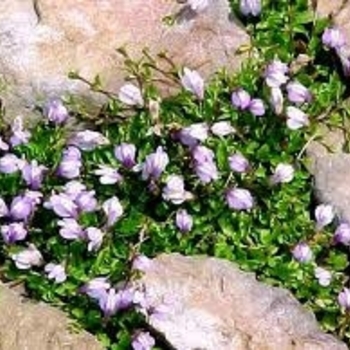Mazus reptans 'Purple' - Mazus
