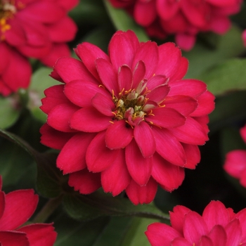 Zinnia marylandica 'Double Zahara Cherry' - Zinnia