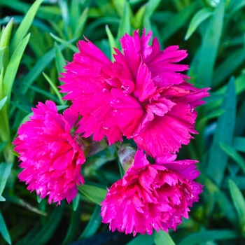 Dianthus 'Early Bird™ Sherbet' - Dianthus