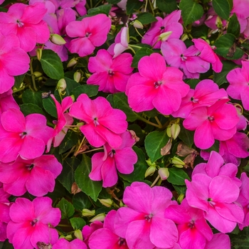 Impatiens walleriana 'Super Elfin&reg; XP Deep Pink' - Impatiens