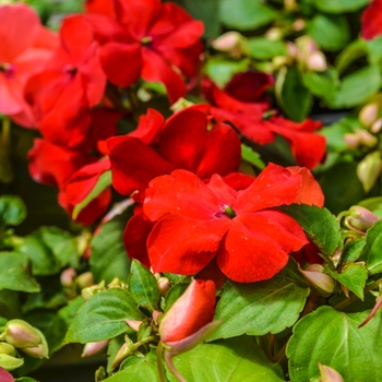 Impatiens walleriana 'Super Elfin&reg; XP Red' - Impatiens