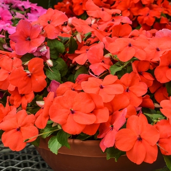 Impatiens walleriana 'Super Elfin&reg; XP Rose' - Impatiens