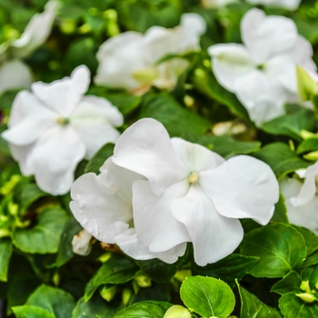 Impatiens walleriana 'Super Elfin&reg; XP White' - Impatiens