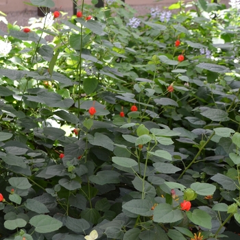 Malvaviscus arboreus 'var. drummondii' - Turk's Cap