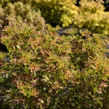 Coleus 'Under The Sea™ Red Coral' - Coleus