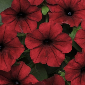 Petunia x hybrida 'Tidal Wave Red Velour F1' - Petunia Tidal Wave