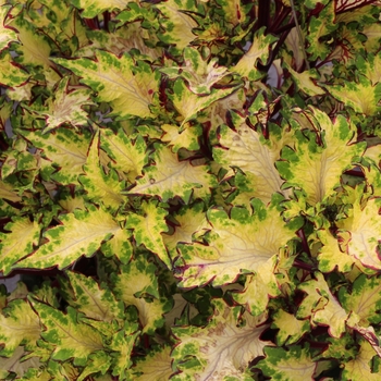 Coleus 'GLOBETROTTERS™ 'Taylor'' - GLOBETROTTERS™ 'Taylor' Coleus