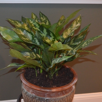 Aglaonema 'Emerald Beauty' - Aglaeonema