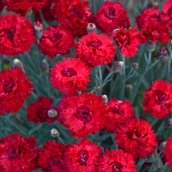 Dianthus hybrid 'Fruit Punch® Maraschino' - Fruit Punch® Pinks