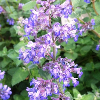 Nepeta 'Dropmore' - Catmint