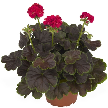 Pelargonium hortorum 'Brocade Cherry Night' - Geranium