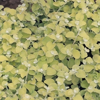 Helichrysum thianschanicum 'Lemon Licorice' - Licorice Plant