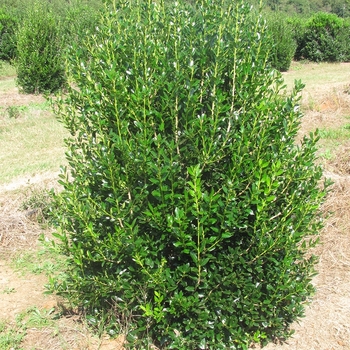 Ilex cornuta 'Needlepoint' - Needlepoint Holly