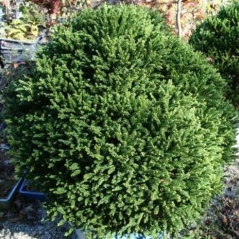 Cryptomeria japonica 'Dragon Prince' - Dragon Prince Cryptomeria