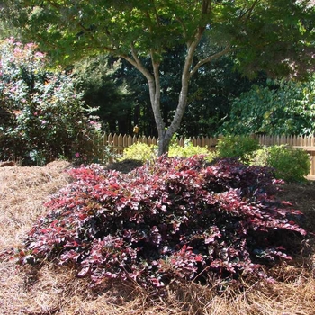 Loropetalum chinensis var. rubrum 'PIILC-I' - Crimson Fire Loropetalum