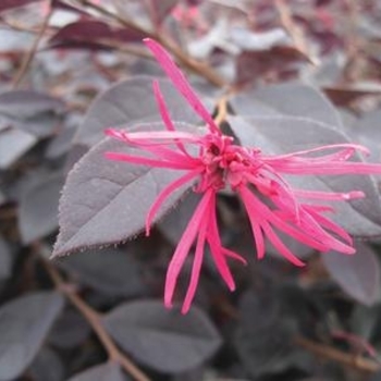 Loropetalum chinense var. rubrum ‘Garnet Fire’ - Garnet Fire Loropetalum